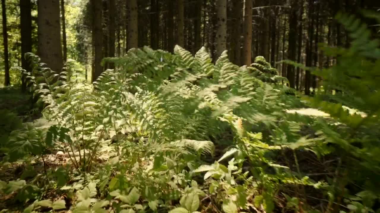 Download Video Stock Plants Growing In A Forest Live Wallpaper Free