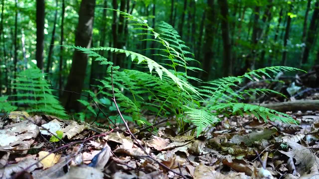 Download Video Stock Plants Growing From The Forest Floor Live Wallpaper Free