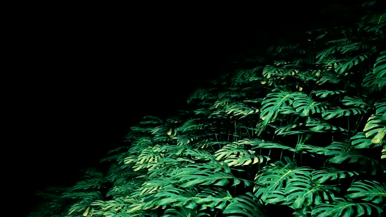 Download Video Stock Plants In The Dark Loop Video Live Wallpaper Free