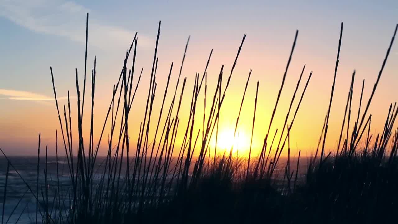 Download Video Stock Plants On The Seashore At Sunrise Live Wallpaper Free