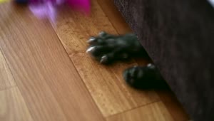 Download Video Stock Playful Kitten Under The Couch Live Wallpaper Free
