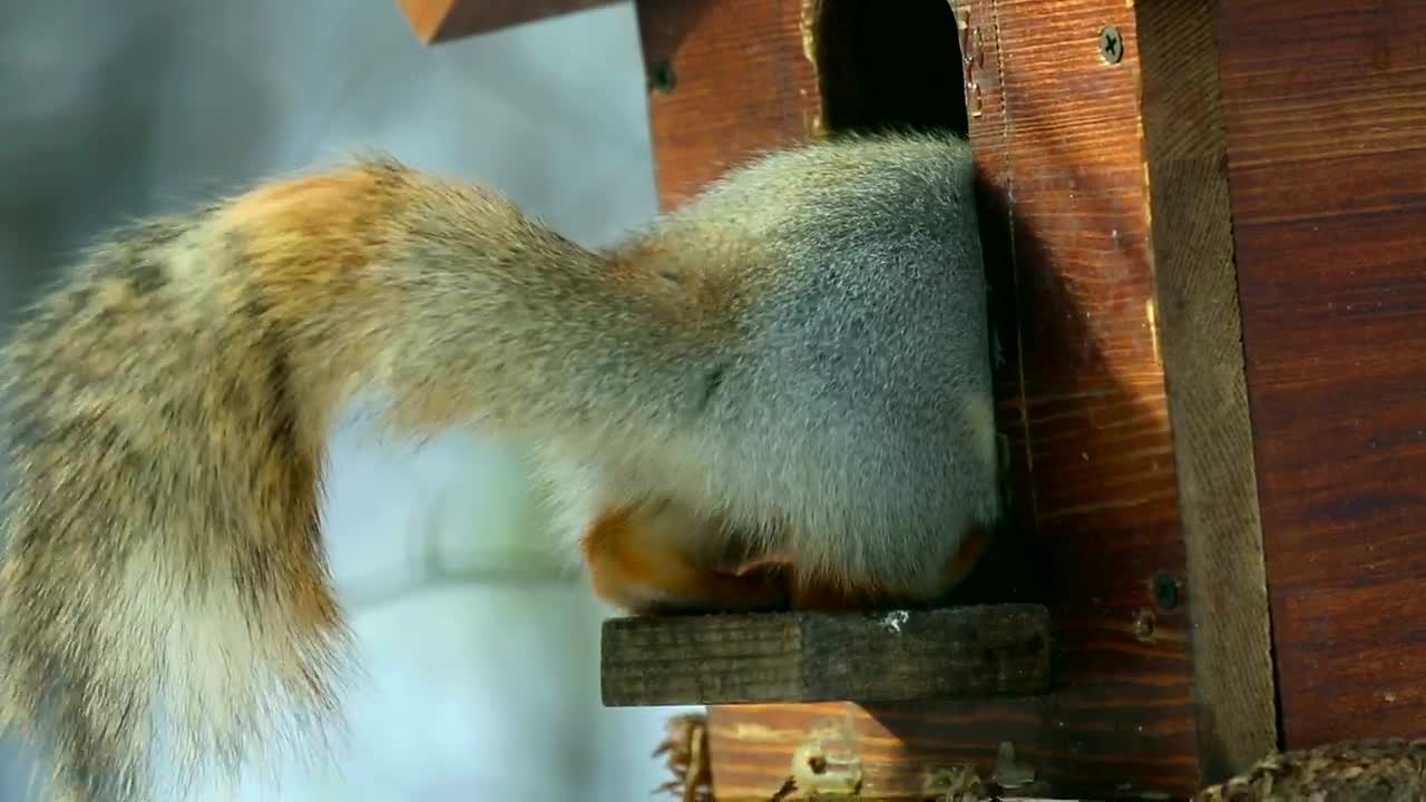 Download Video Stock Playful Squirrel Eating Live Wallpaper Free