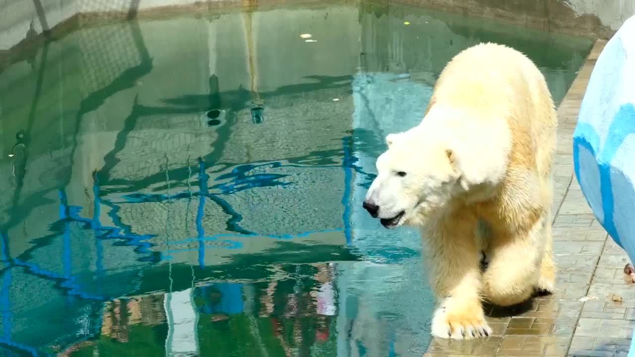 Download Video Stock Polar Bear Walking At The Zoo Live Wallpaper Free