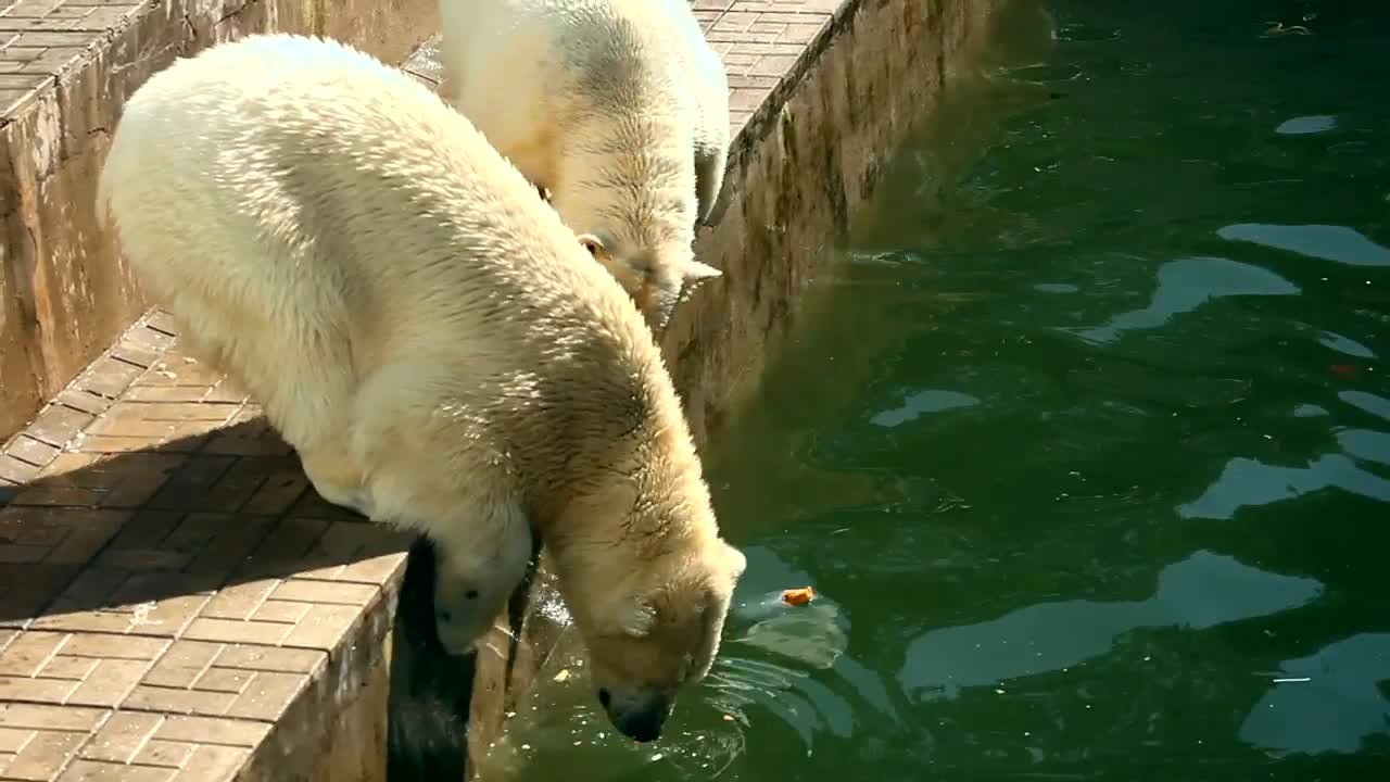 Download Video Stock Polar Bears Eating In The Zoo Live Wallpaper Free