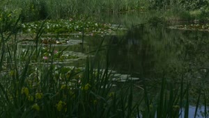 Download Video Stock Pond Surface With Lilies Live Wallpaper Free