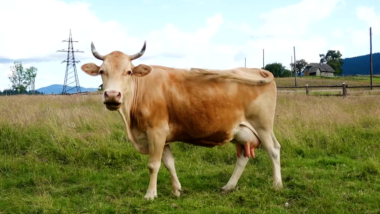 Download Video Stock Portrait Of A Cow On A A Grass Field Live Wallpaper Free