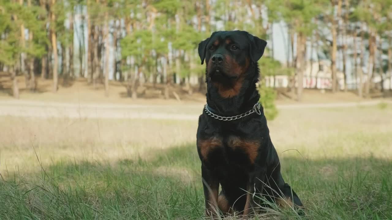 Download Video Stock Portrait Of A Rottweiler Waving Live Wallpaper Free