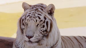 Download Video Stock Portrait Of A White Tiger Live Wallpaper Free
