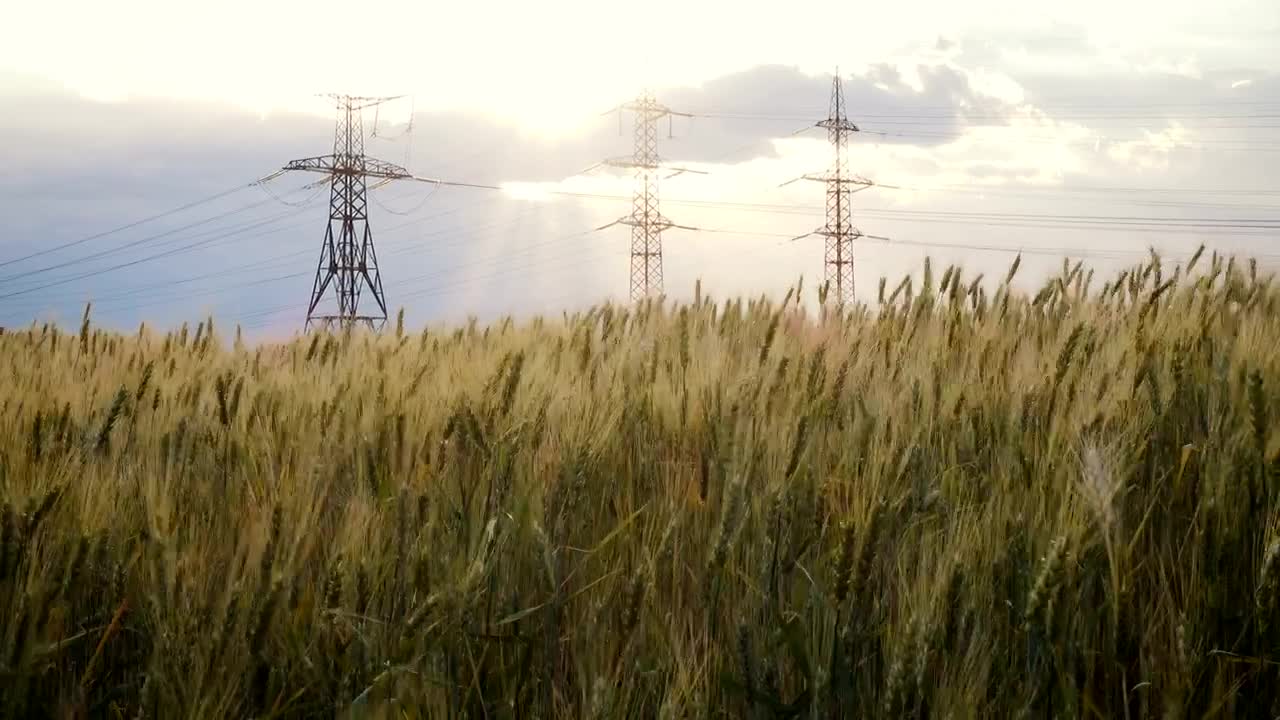 Download Video Stock Powerline Towers And A Wheat Field Live Wallpaper Free