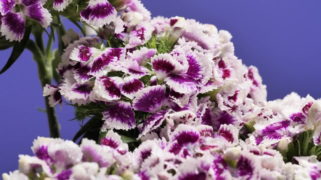 Download Video Stock Purple And White Flowers Live Wallpaper Free