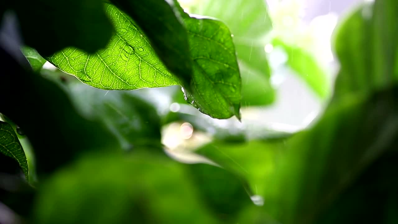 Download Video Stock Rain Falling Against A Plant Live Wallpaper Free