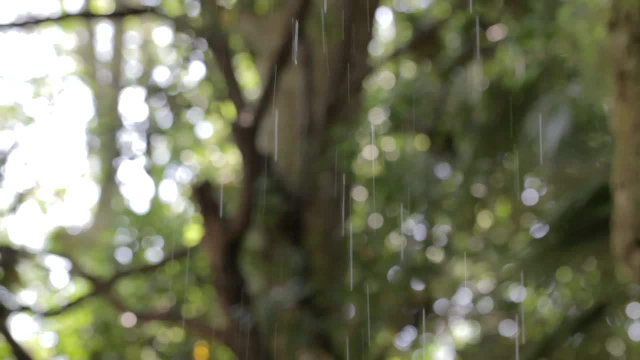 Download Video Stock Rain Falling Through Park Trees Live Wallpaper Free