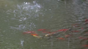Download Video Stock Rain Splashing On A Fish Pond Live Wallpaper Free