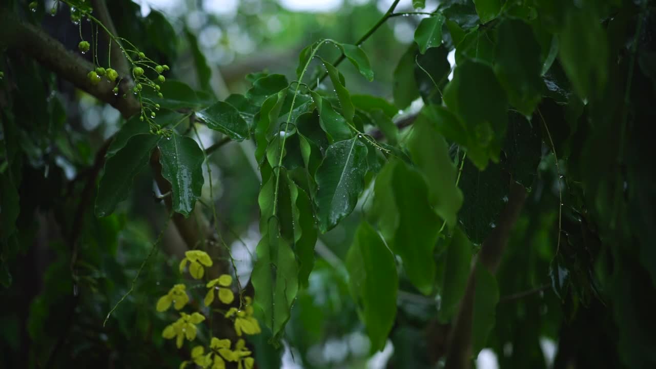 Download Video Stock Rain Wetting The Leaves Of A Tree In The Garden Live Wallpaper Free