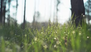 Download Video Stock Raindrops On The Grass Live Wallpaper Free