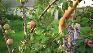Download Video Stock Ranchero Girl Picking Apples From A Tree Live Wallpaper Free