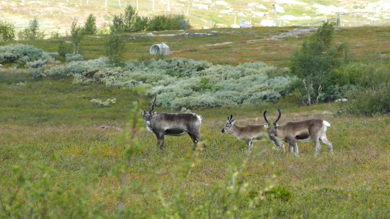 Download Free Stock Video Reindeer In A Green Valley Live Wallpaper