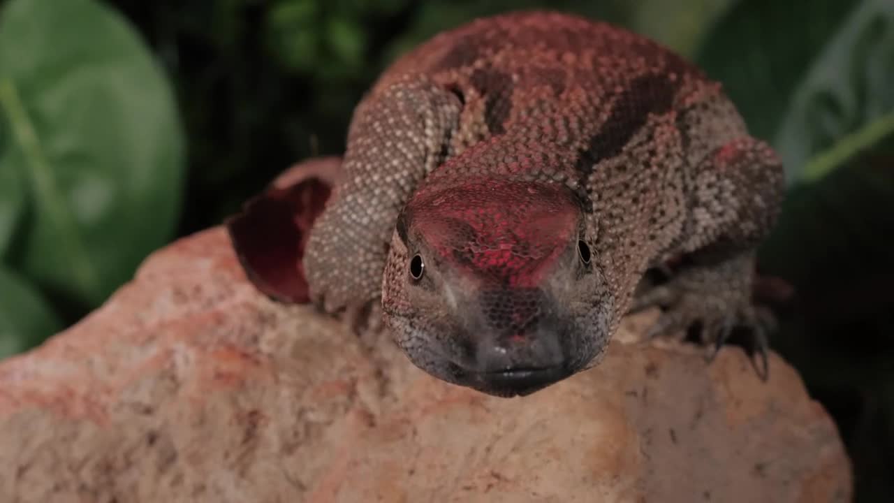 Download Free Stock Video Reptile On A Rock Live Wallpaper