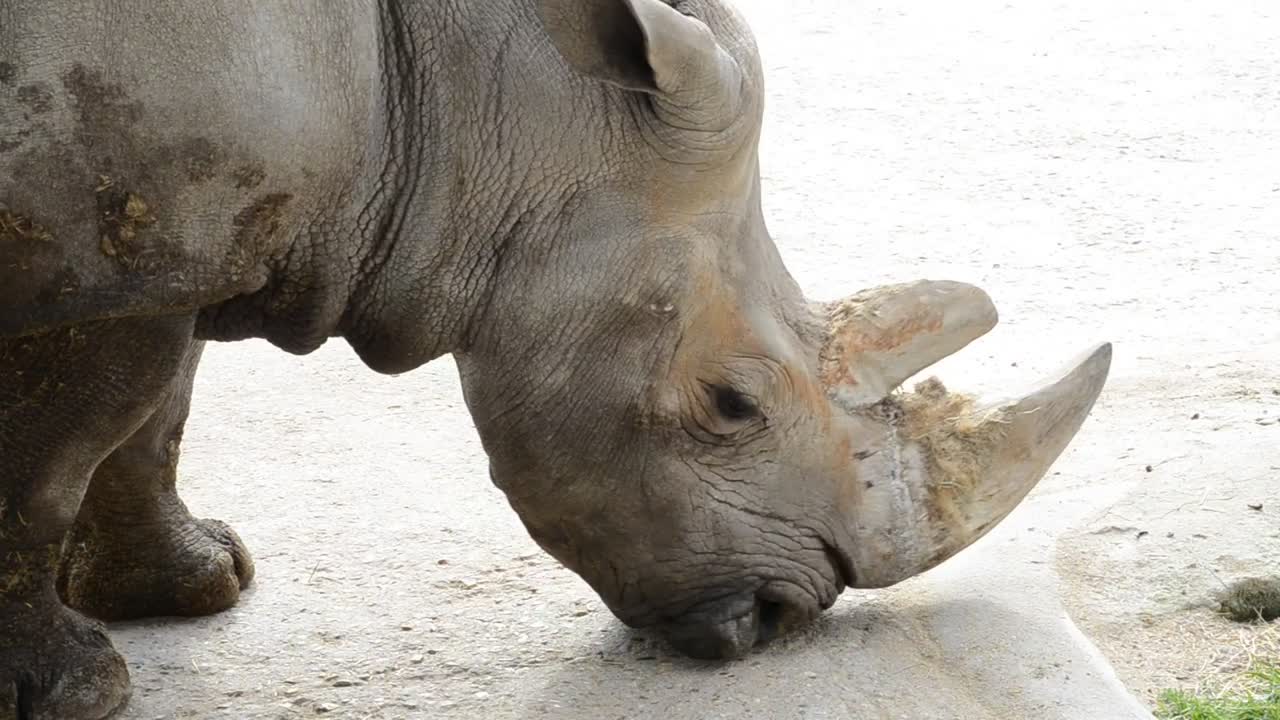 Download Free Stock Video Rhinoceros In A Zoo Live Wallpaper