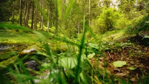 Download Free Stock Video River In A Spring Forest Full Of Trees Live Wallpaper