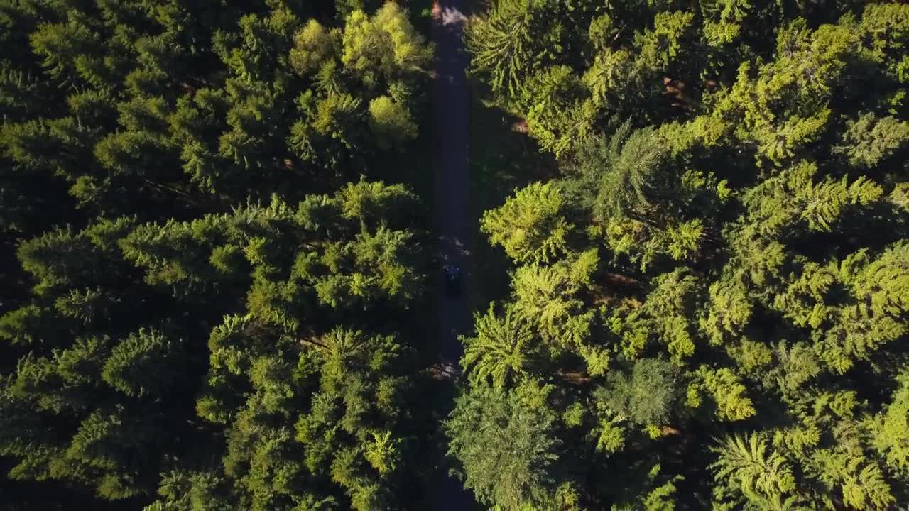 Download Free Stock Video Road In The Middle Of A Forest Top Aerial Shot Live Wallpaper