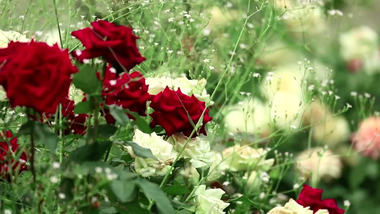 Download Free Stock Video Roses Bouquet Closeup Live Wallpaper