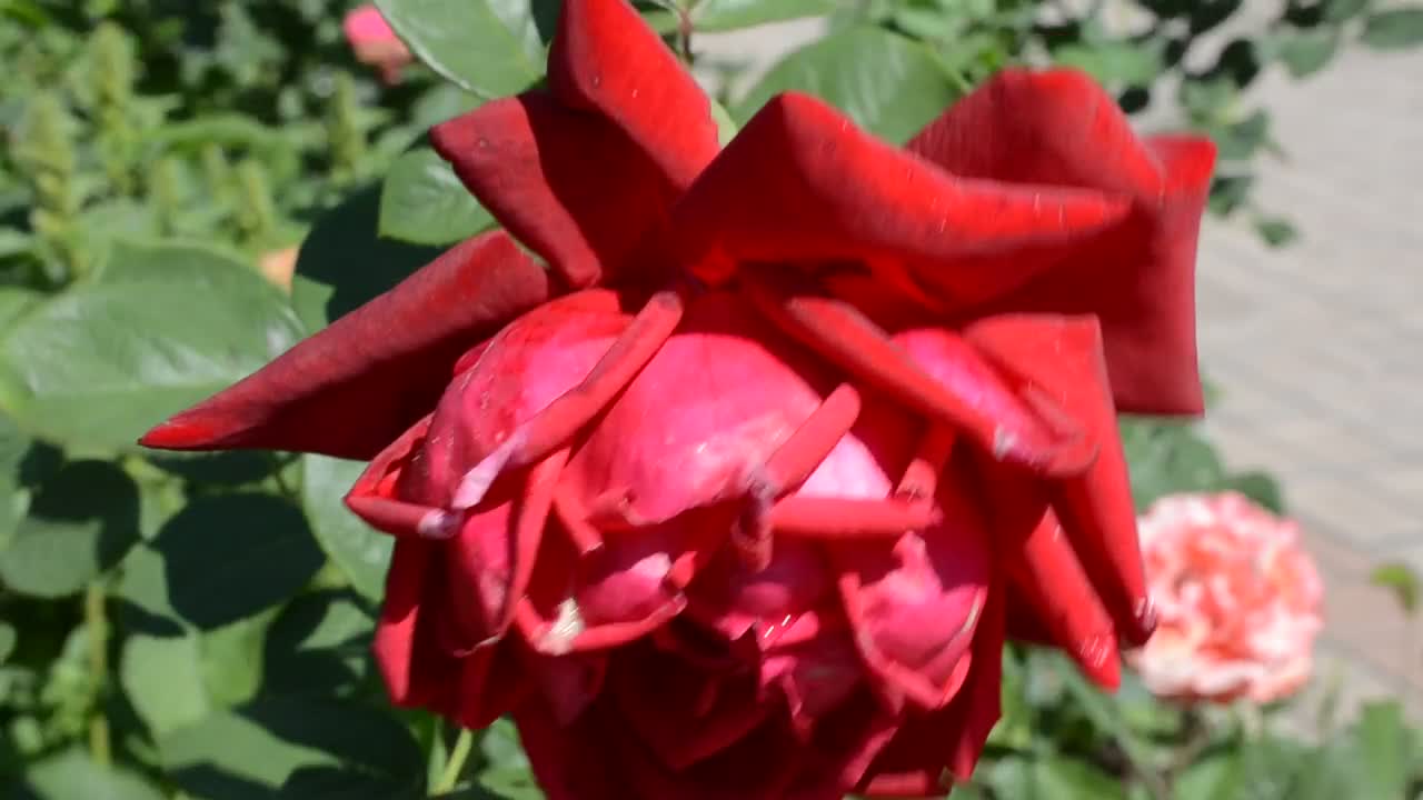 Download Free Stock Video Roses Growing In A City Park Live Wallpaper