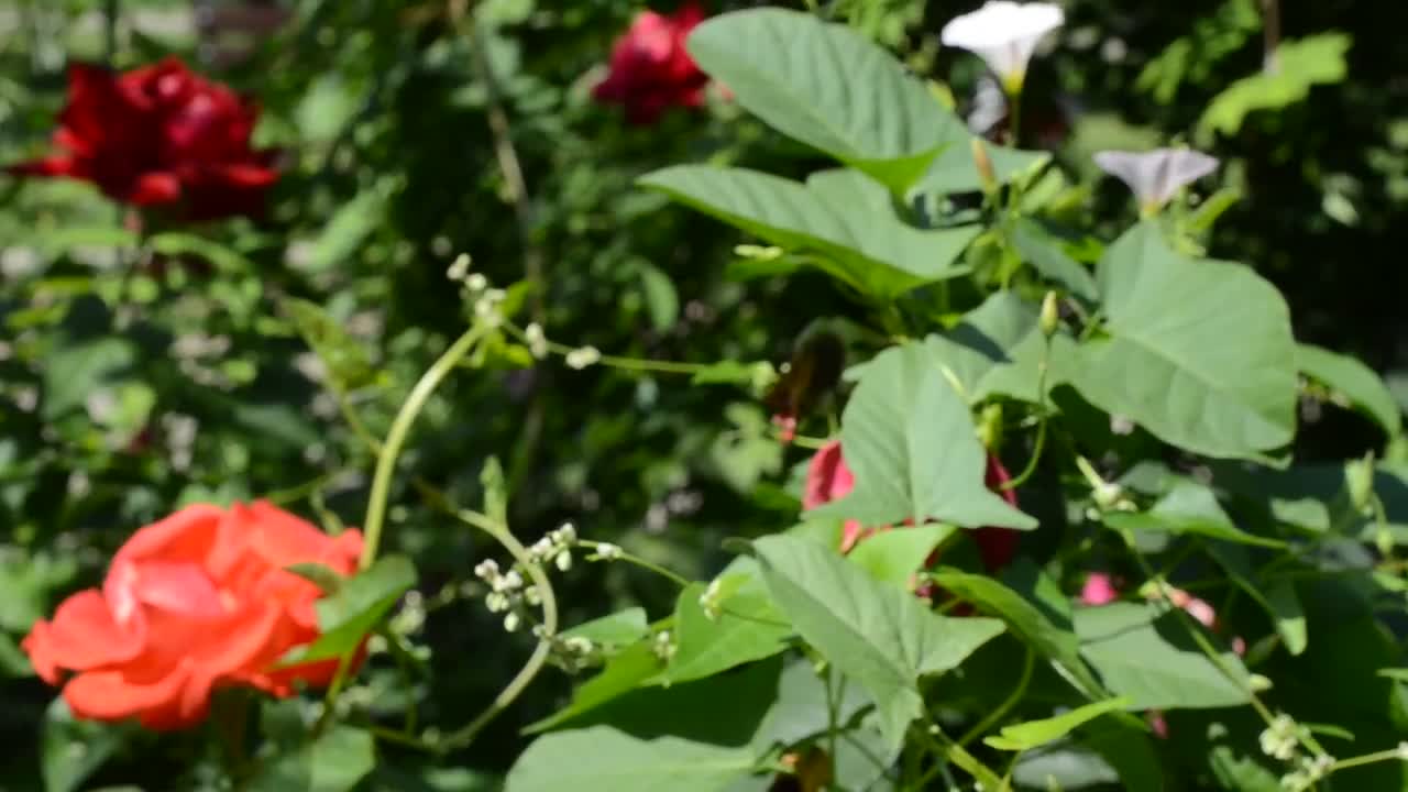 Download Free Stock Video Roses Growing In A Small Garden Live Wallpaper