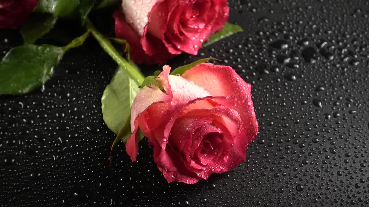 Download Free Stock Video Roses Laid Out On A Table Live Wallpaper