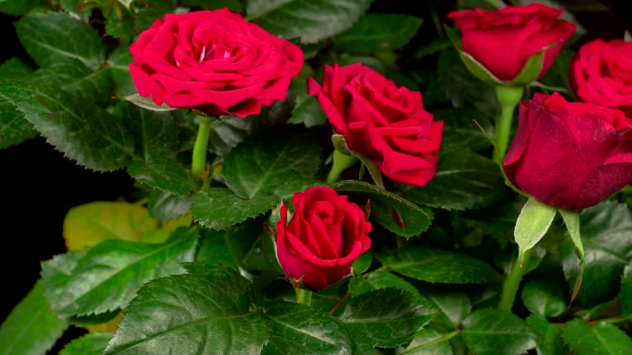 Download Free Stock Video Roses Opening Their Petals On A Rosebush Live Wallpaper