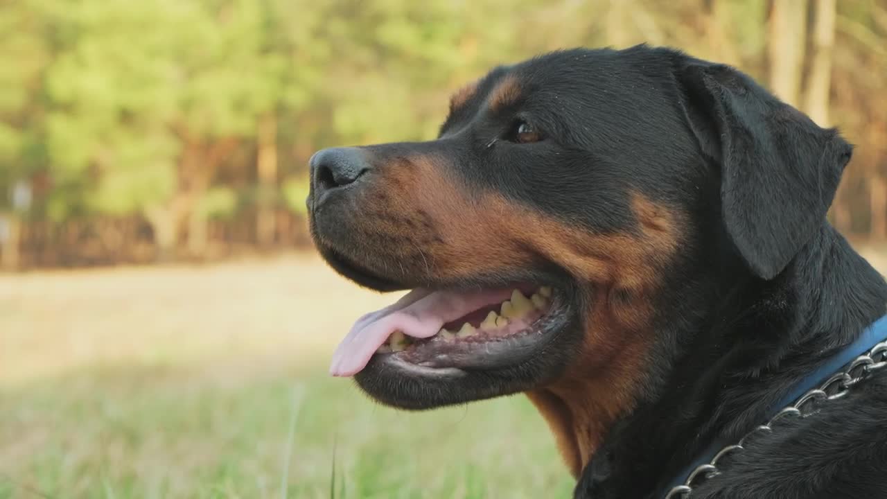 Download Free Stock Video Rottweiler Waiting In A Forest Live Wallpaper