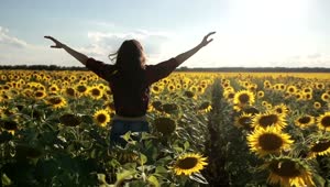 Download Free Stock Video Running Through Sunflowers Live Wallpaper