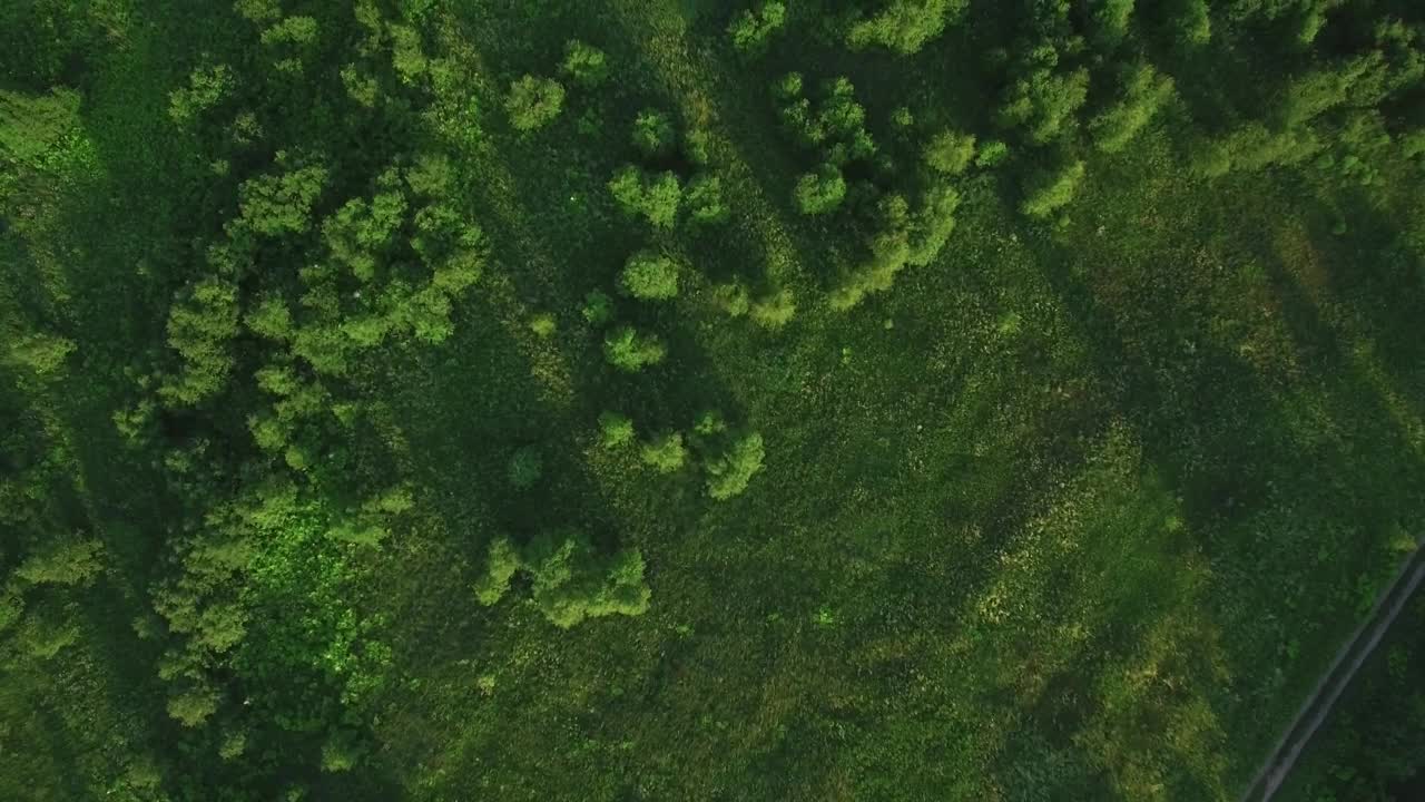 Download Free Stock Video Scattered Trees In A Forest Live Wallpaper