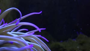 Download Free Stock Video Sea Anemone Moving In The Bottom Of The Sea Live Wallpaper