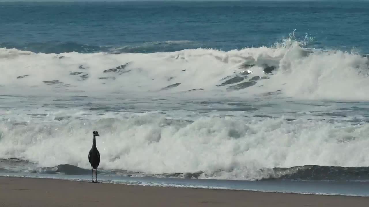 Download Free Stock Video Seabird On The Beach Live Wallpaper