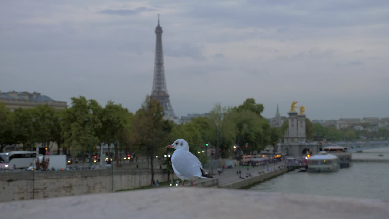 Download Free Stock Video Seagull In Paris Live Wallpaper