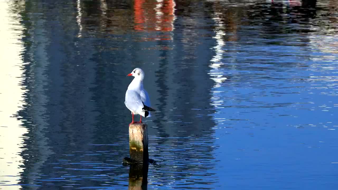 Download Free Stock Video Seagull On The Port Live Wallpaper