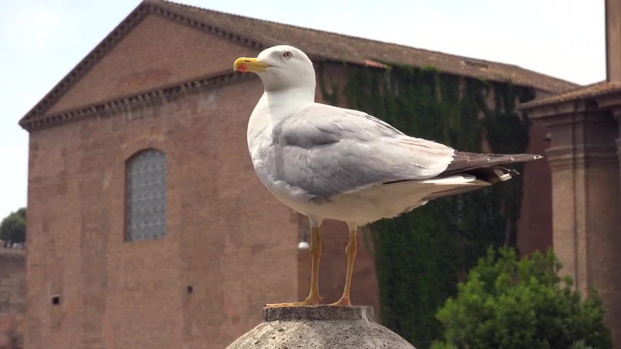 Download Free Stock Video Seagull Standing Live Wallpaper