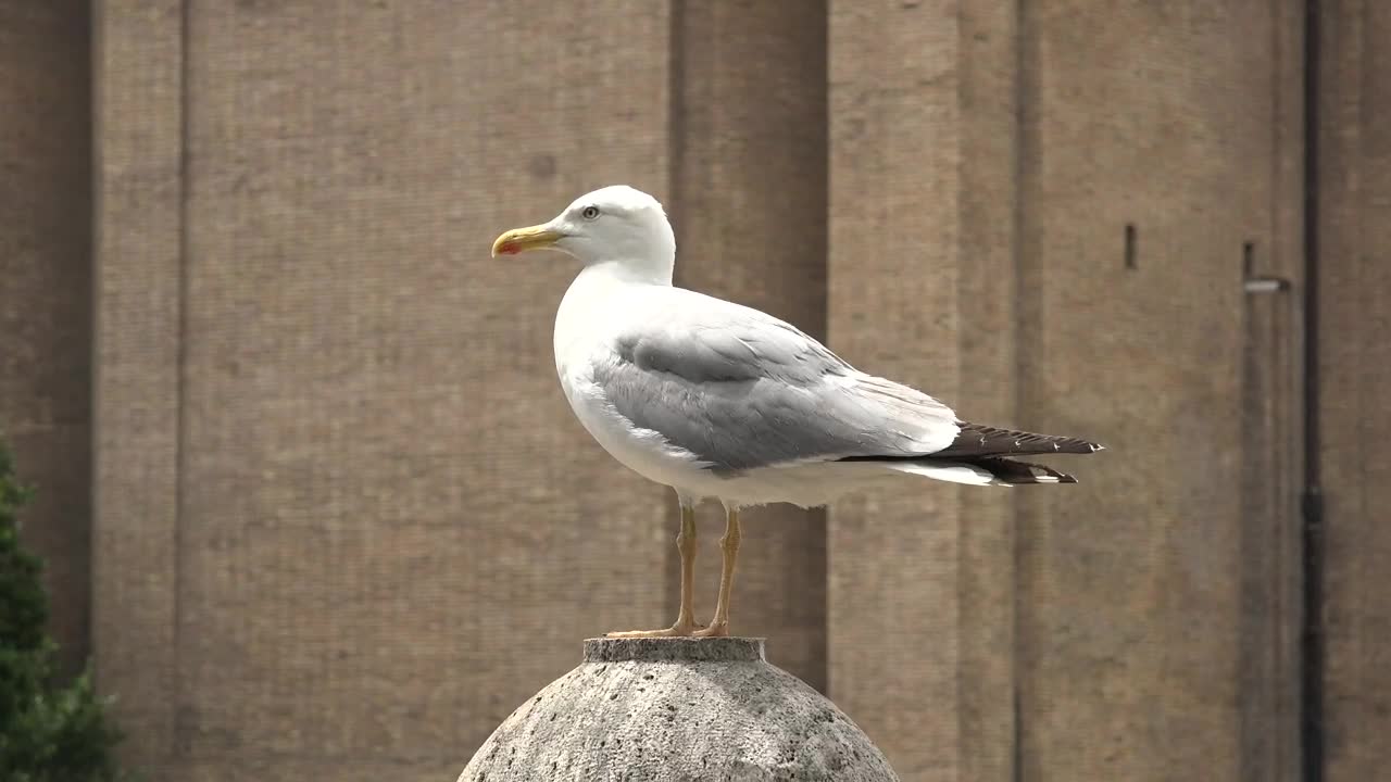 Download Free Stock Video Seagull Standing On A Concrete Ball Live Wallpaper