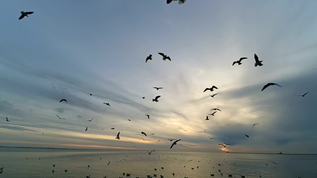 Download Free Stock Video Seagulls At Low Tide Live Wallpaper