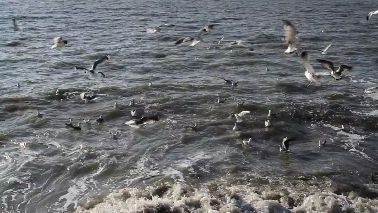 Download Free Stock Video Seagulls At The Shore Live Wallpaper