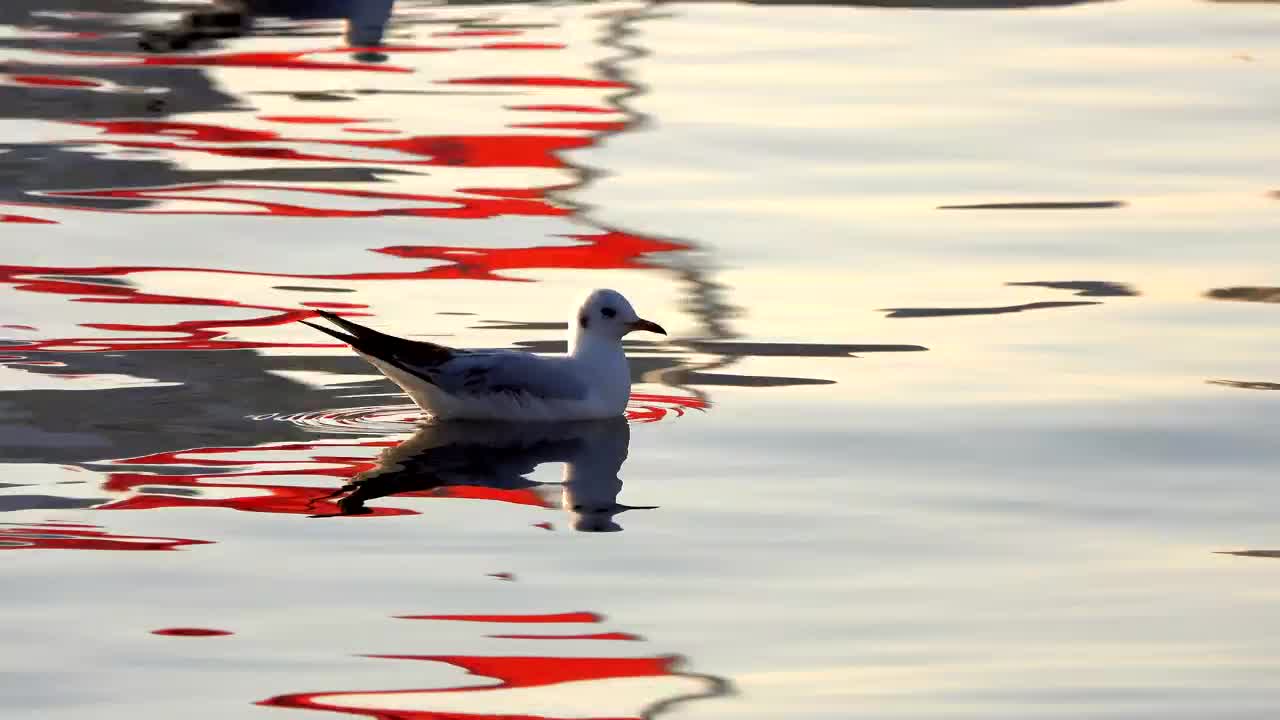 Download Free Stock Video Seagulls Floating In The Calm Water Live Wallpaper