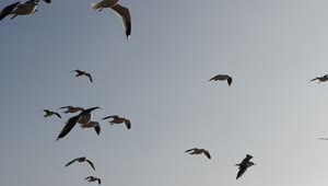 Download Free Stock Video Seagulls Flying Against The Wind Live Wallpaper