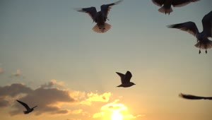 Download Free Stock Video Seagulls Flying Over The Sky At Sunset Live Wallpaper