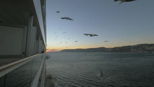 Download Free Stock Video Seagulls Following A Passenger Ship Live Wallpaper