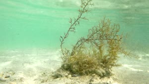 Download Free Stock Video Seaweed Growing In The Shallows Live Wallpaper