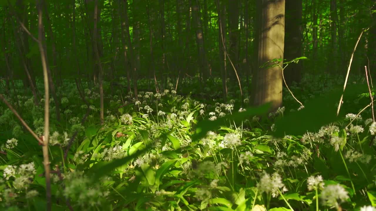 Download Free Stock Video Shadows Across The Forest Floor Live Wallpaper