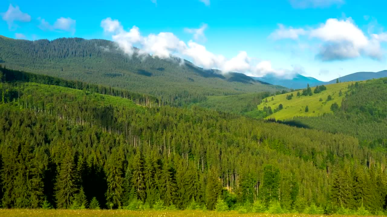 Download Free Stock Video Shadows Of The Clouds Above A Large Pine Forest  LargeLive Wallpaper