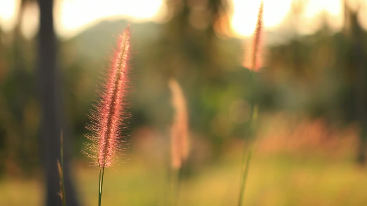 Download Free Stock Video Shallow Focus Of A Field In Autumn Live Wallpaper