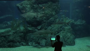 Download Free Stock Video Sharks In A Large Tank  LargeLive Wallpaper